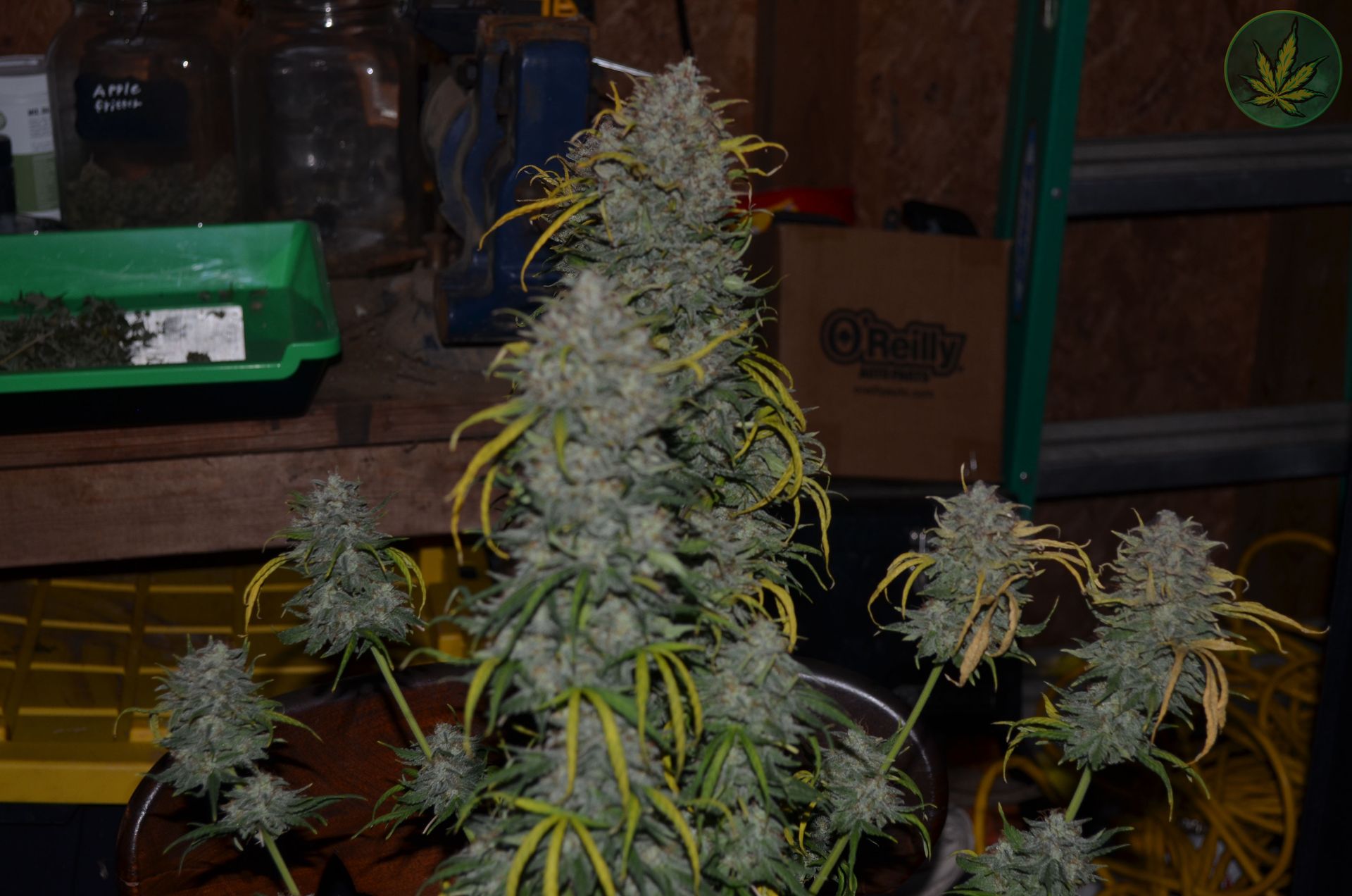 fruit slap autoflower