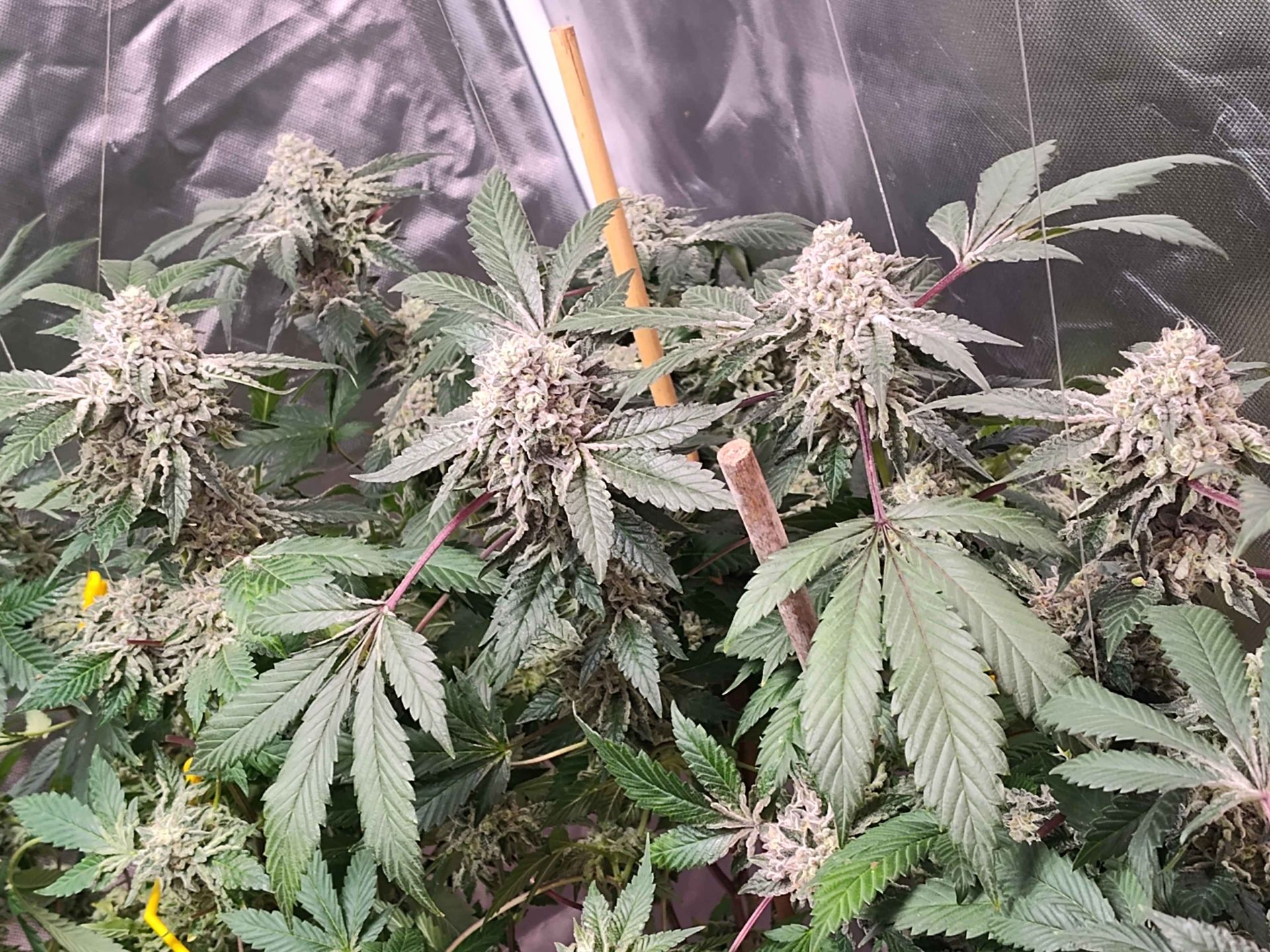 Gelato #25 x Dosidos sticky genetics