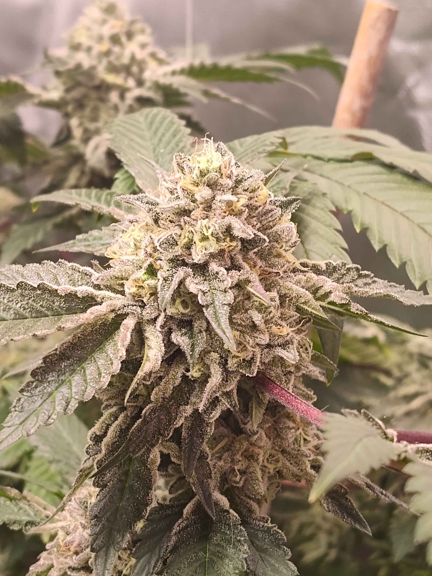 Gelato #25 x Dosidos sticky genetics