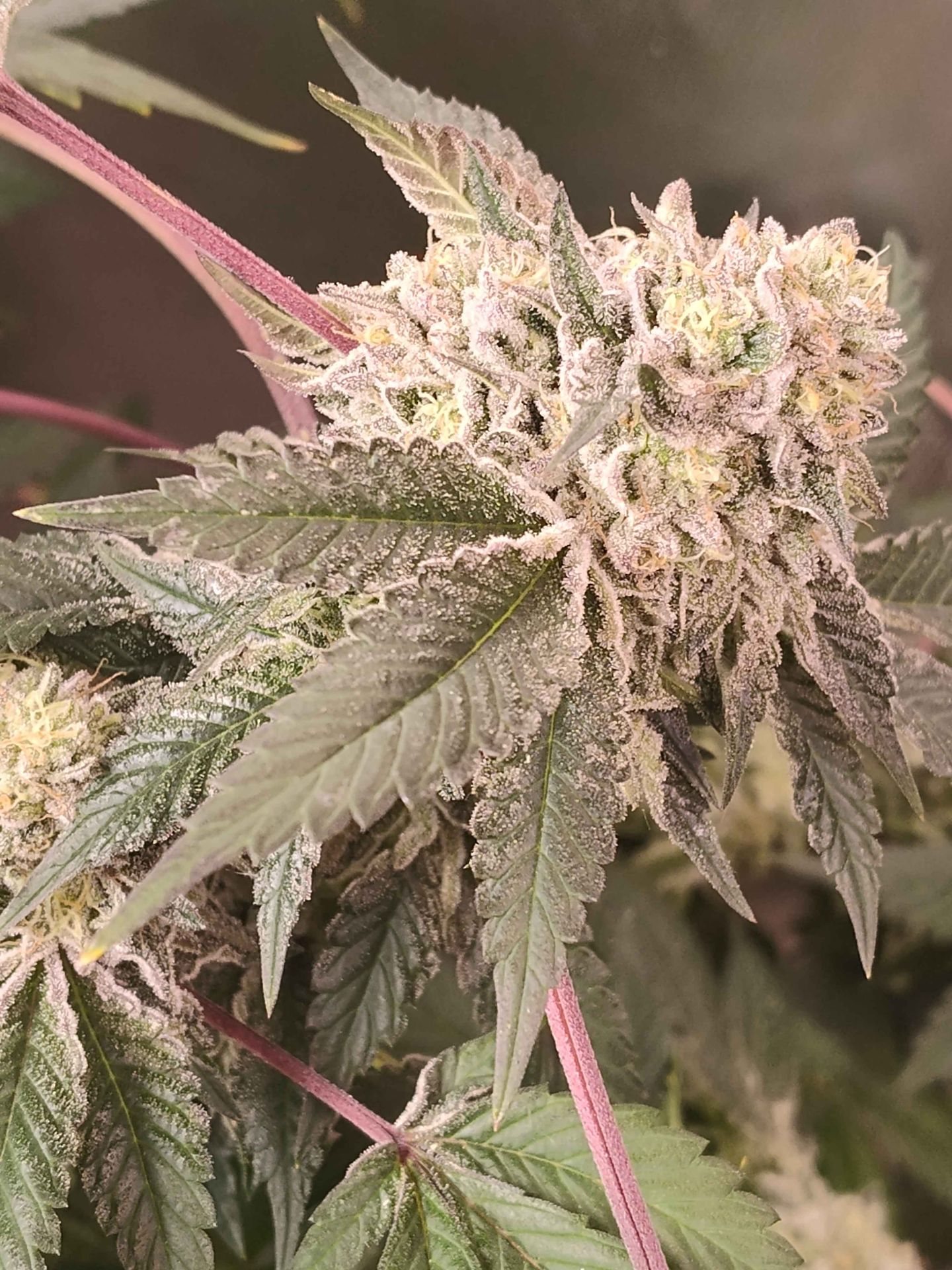 Gelato #25 x Dosidos sticky genetics