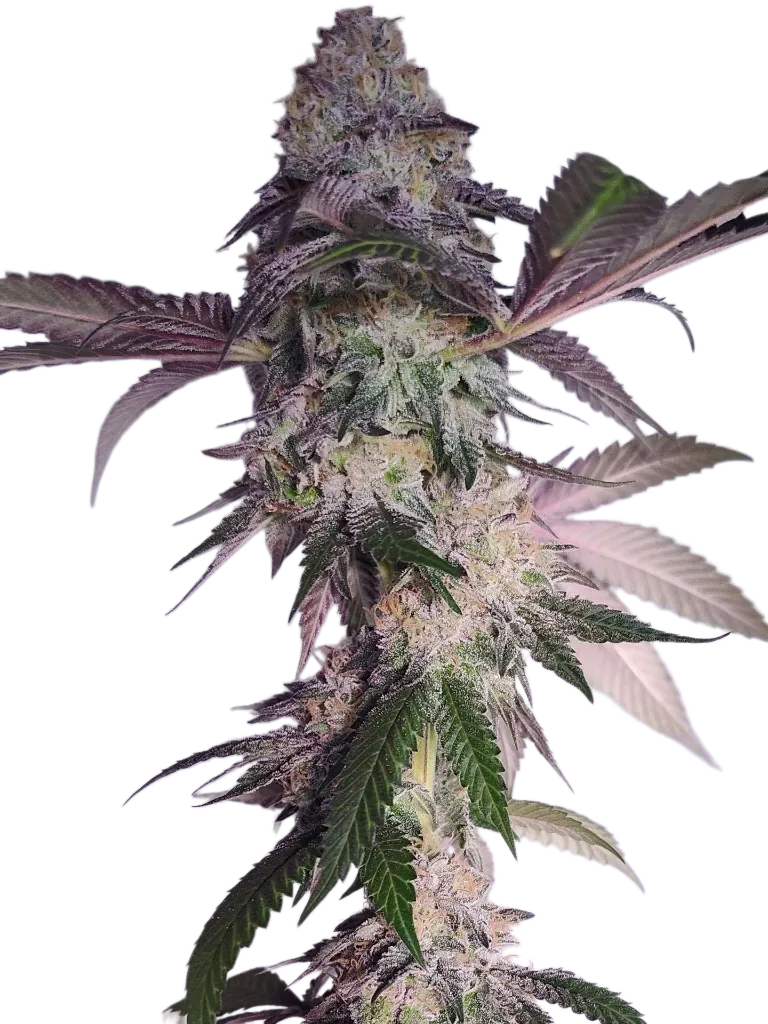 Image_95.webp