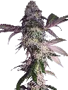 Image_95.webp