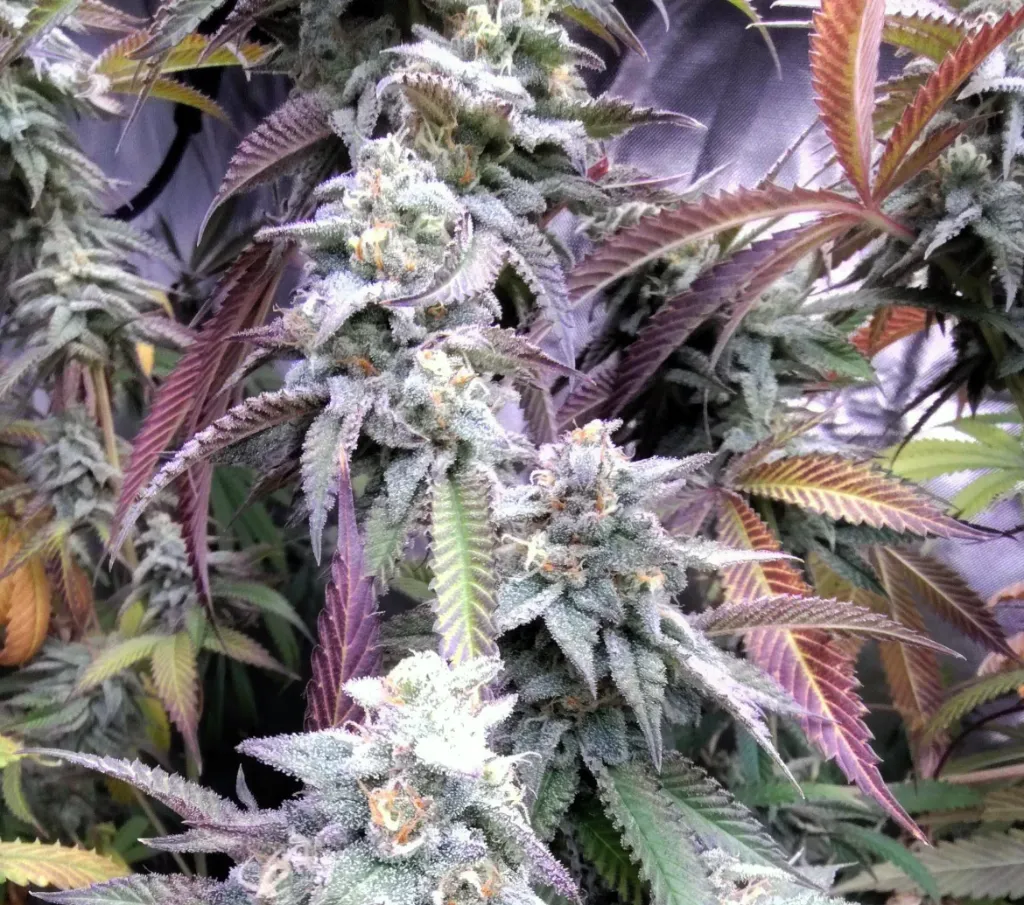 Blue Badder4.webp