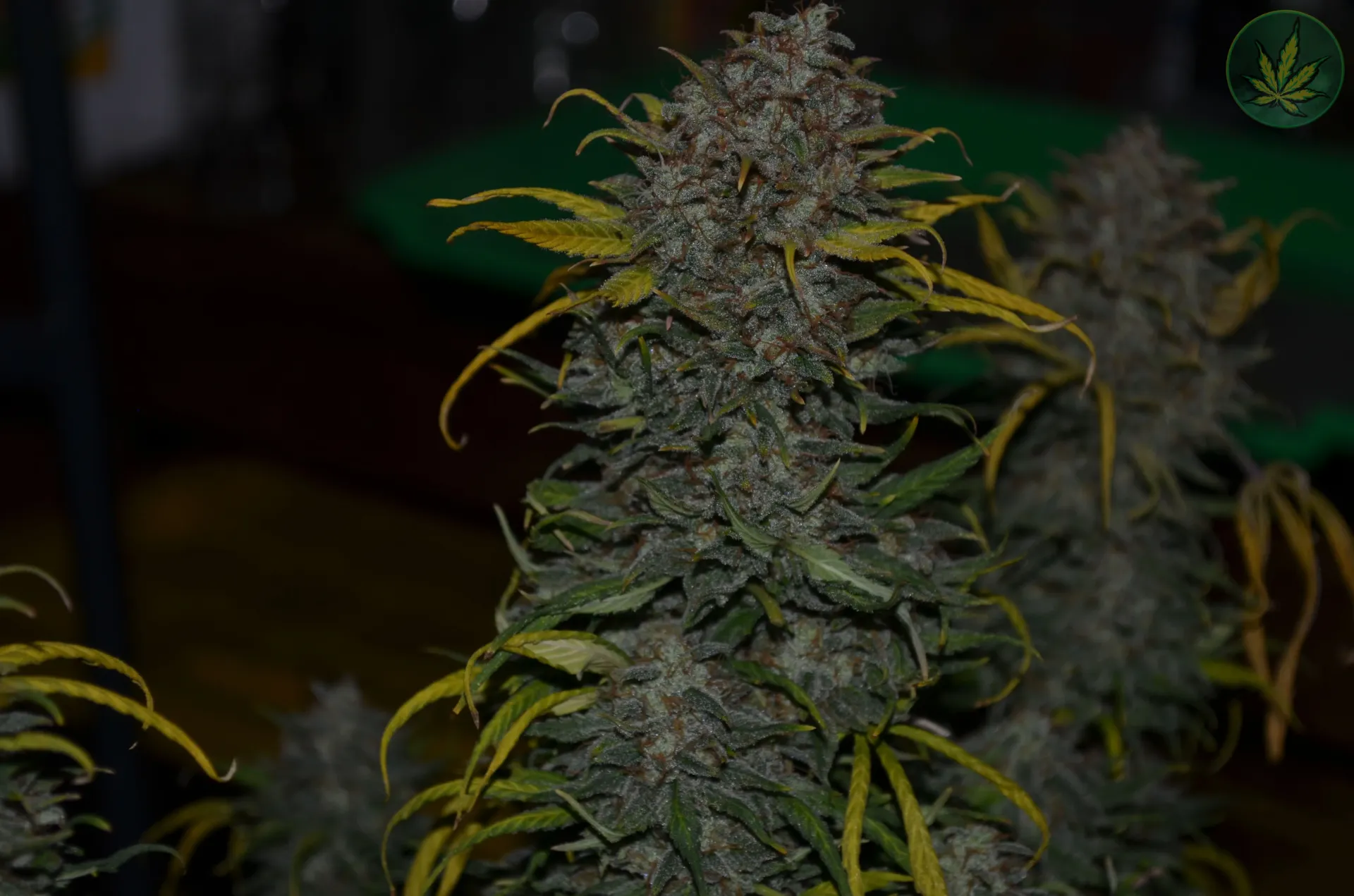 Fruit Slap (3pk (Donkeybutter))