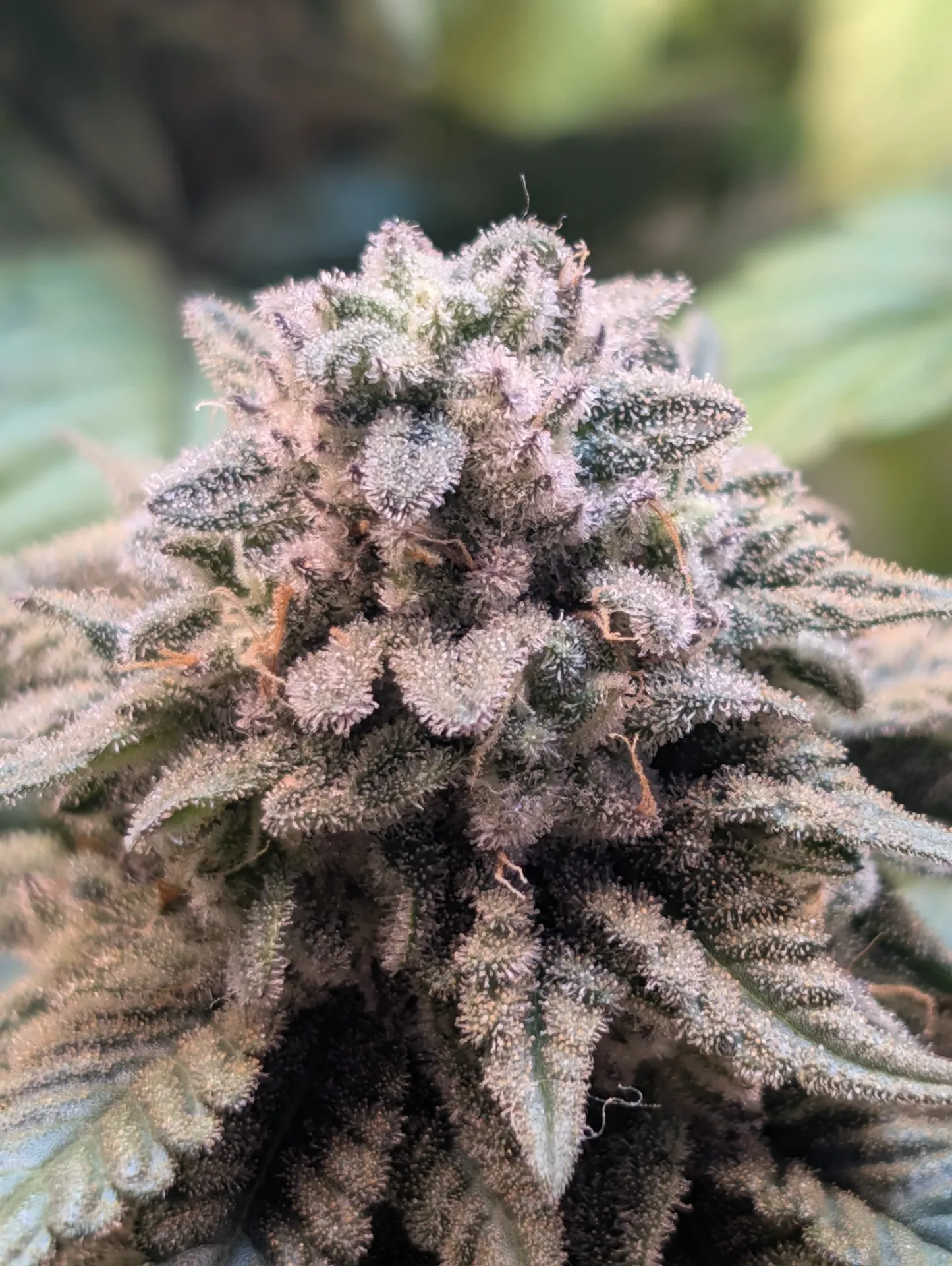 Wicked White Widow (6pk (Nighthorse))