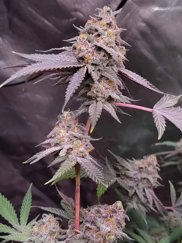 Bleu Bosc (3pk (Hempfest))