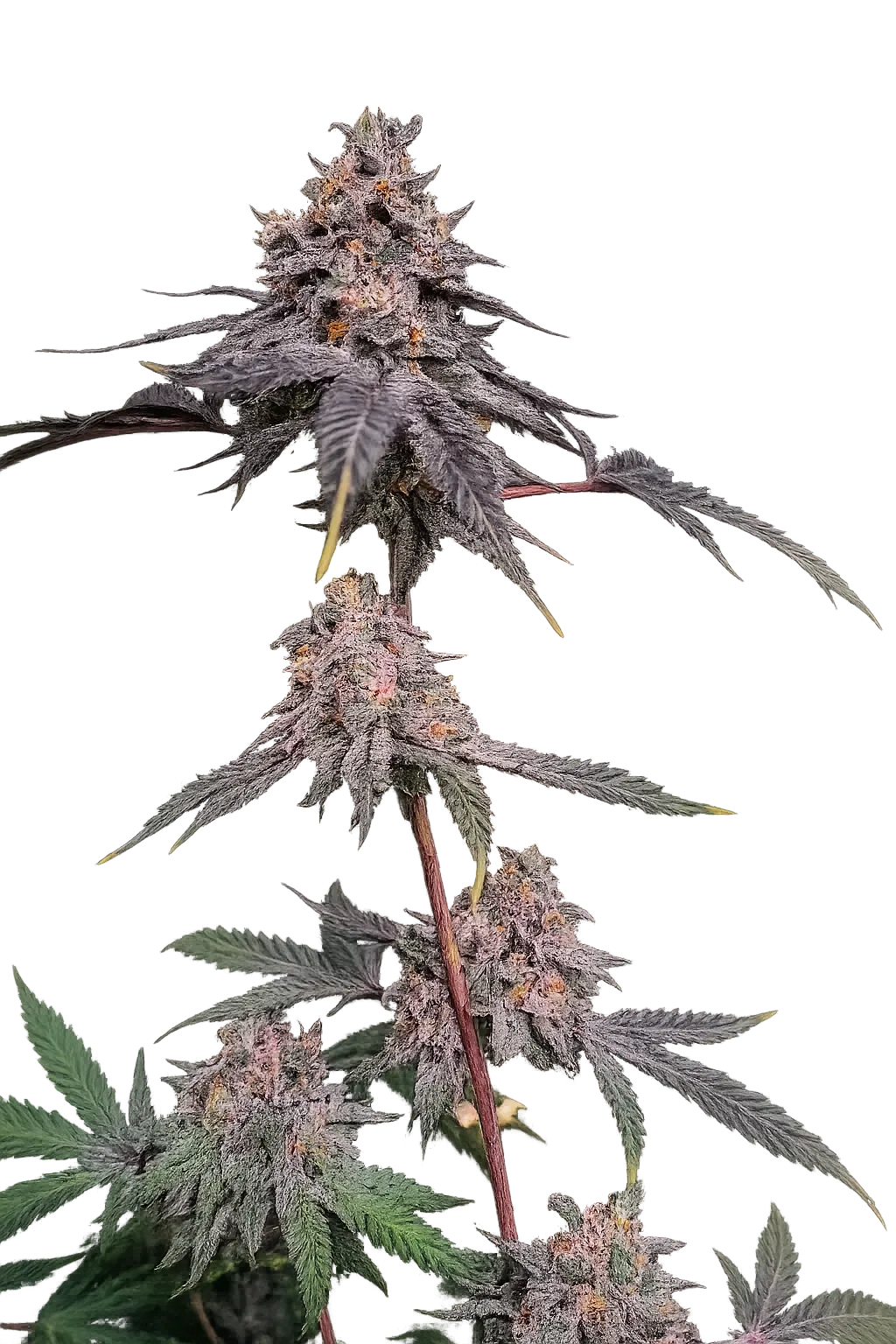 Bleu Bosc (3pk (Hempfest))
