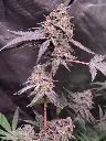 Bleu Bosc