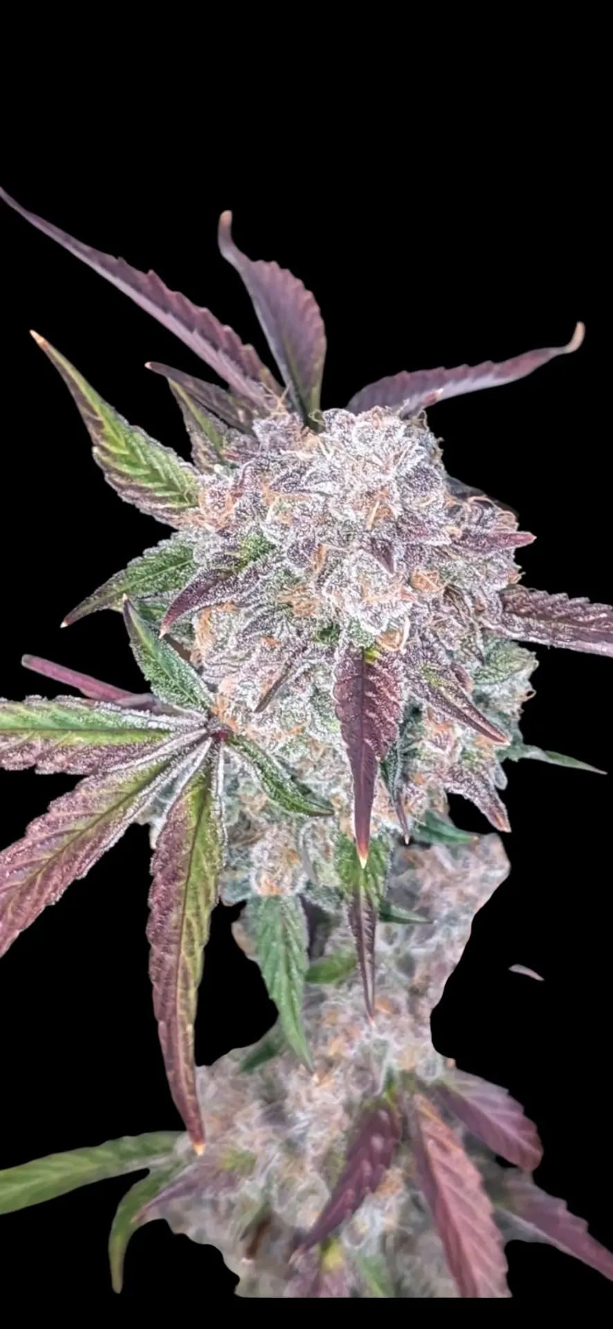 Strawberry Sith (3pk (Donkeybutter))