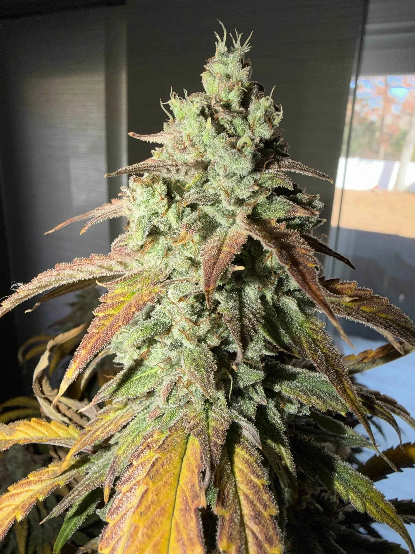 Grape Galaxy