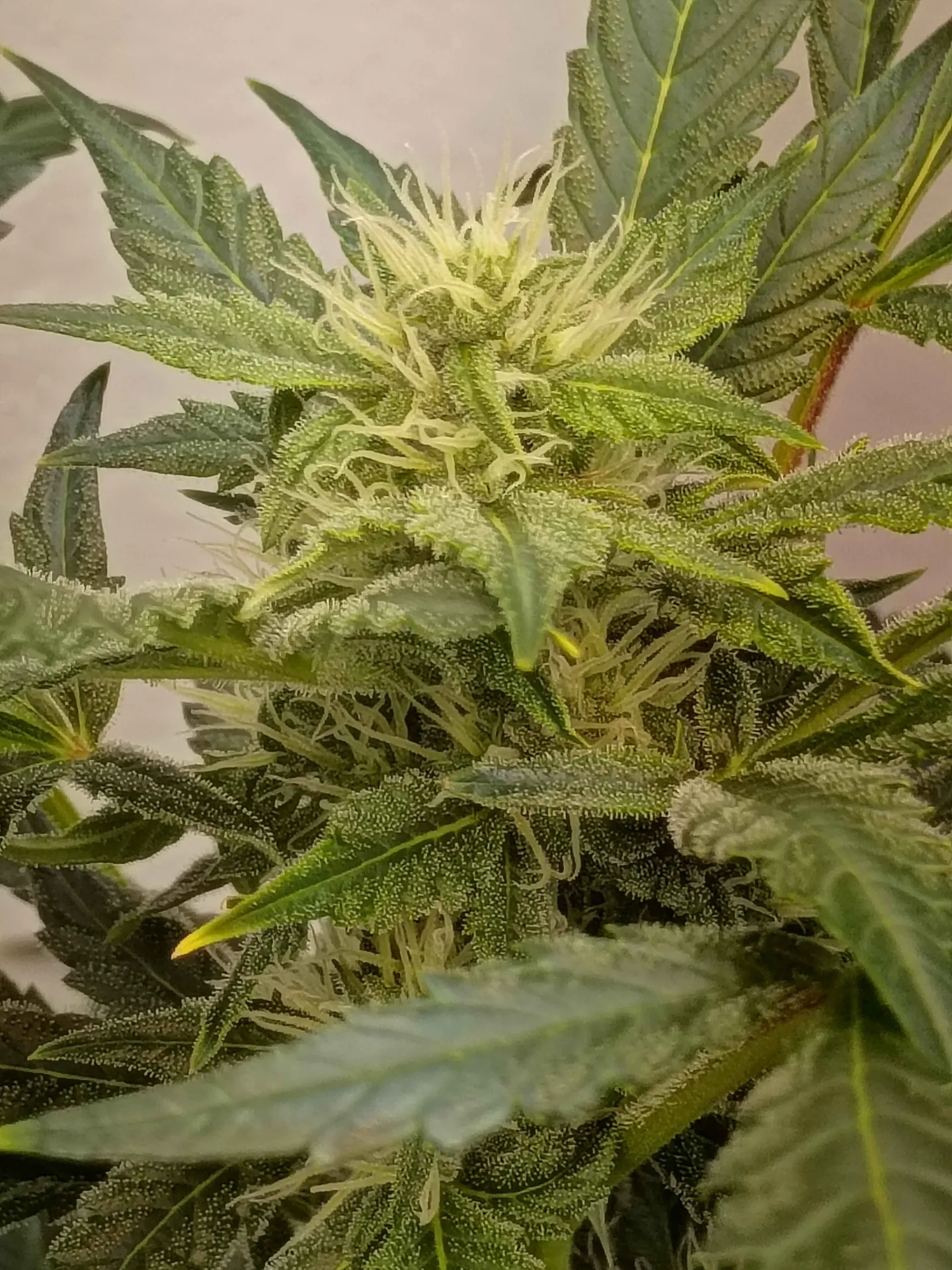 Hazy Jedi (3pk (Donkeybutter))