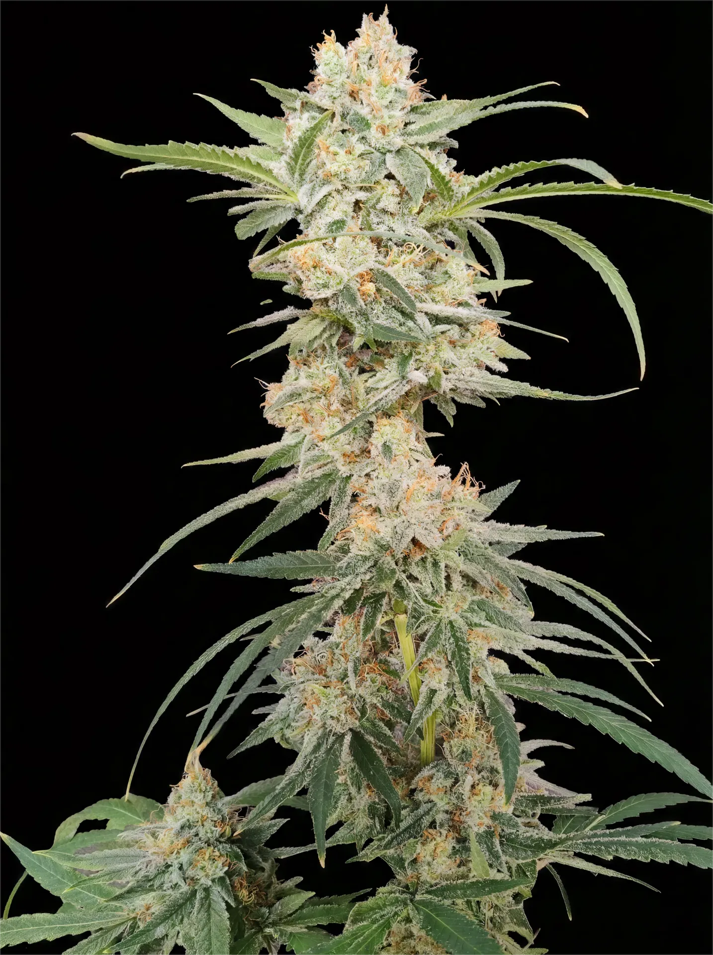 Grand Daddy Dotz R1 (3pk (Nighthorse))