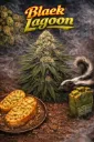 Black Lagoon
