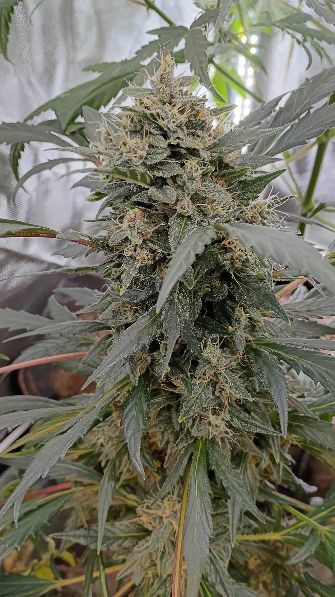 Bantha Berries (3pk (Donkeybutter))