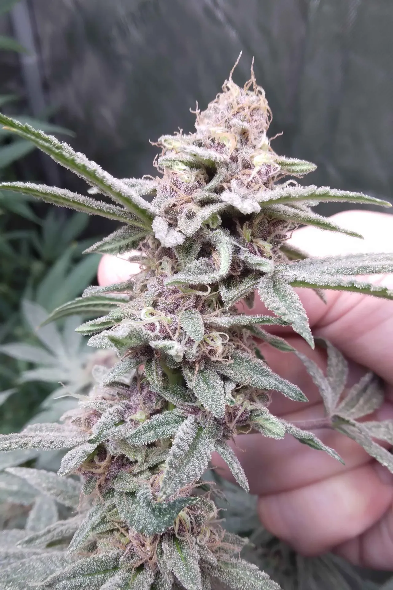 Blackcherry Skunk