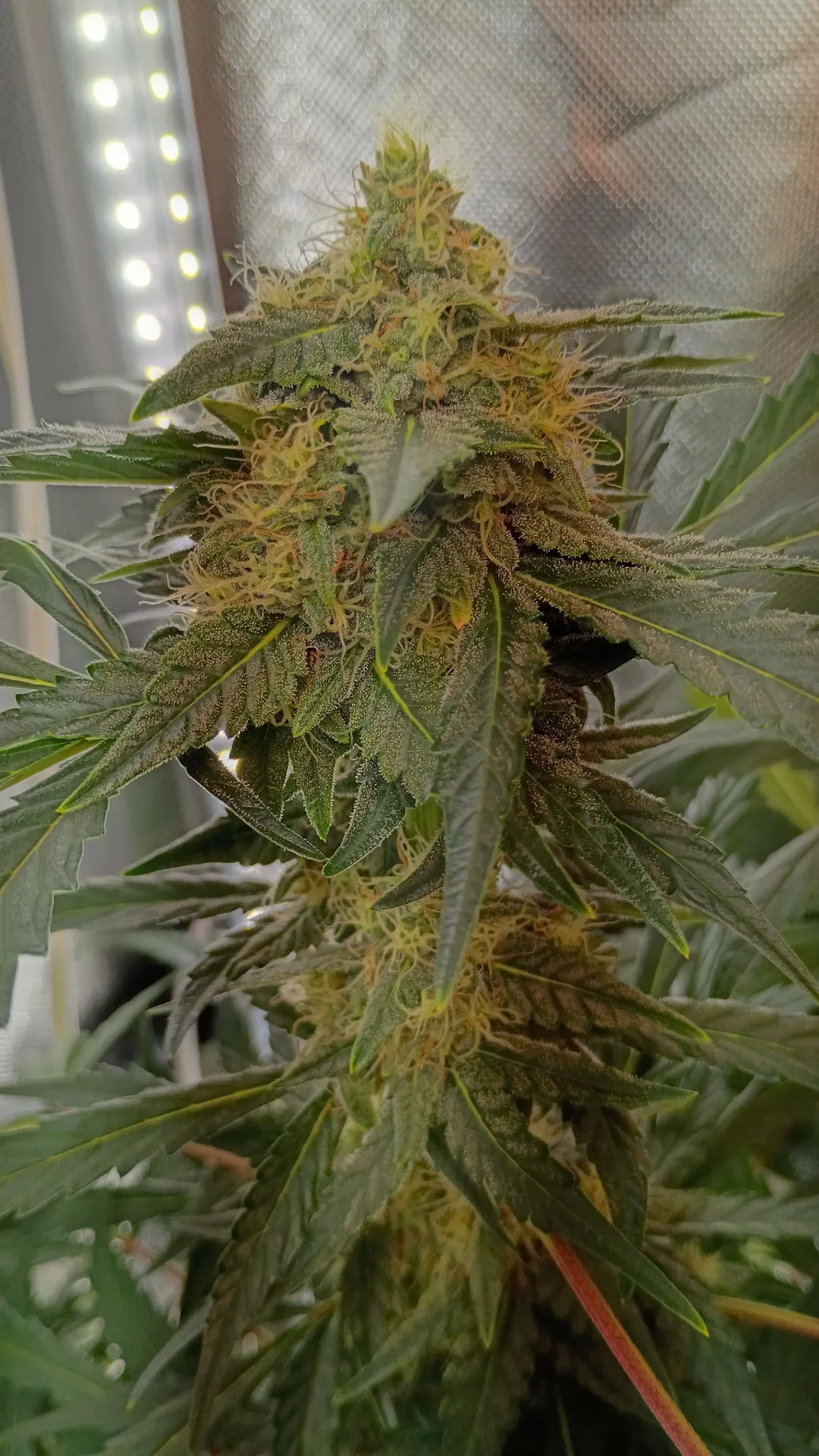Hyper Focus
