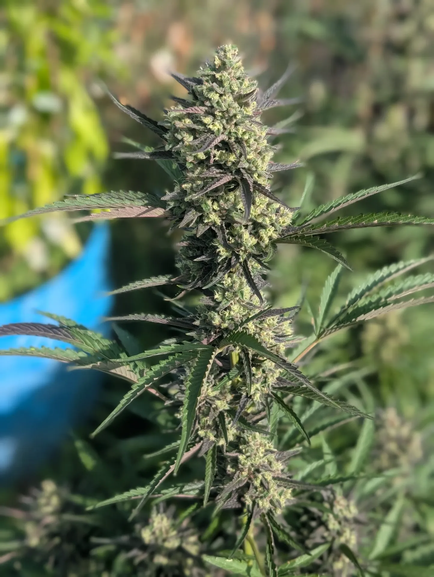 Lucifer's Hammer Auto